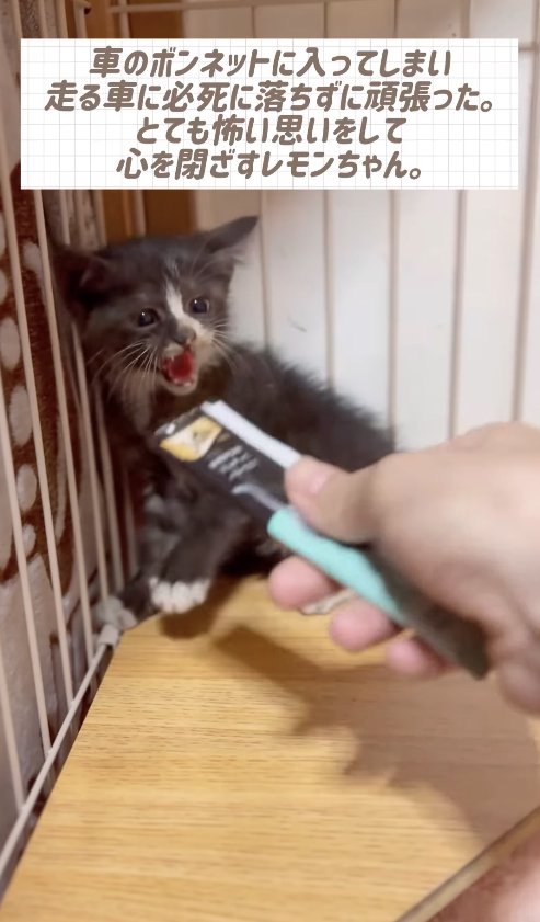 ちゅーるの袋に威嚇しながら左前足をあげている子猫