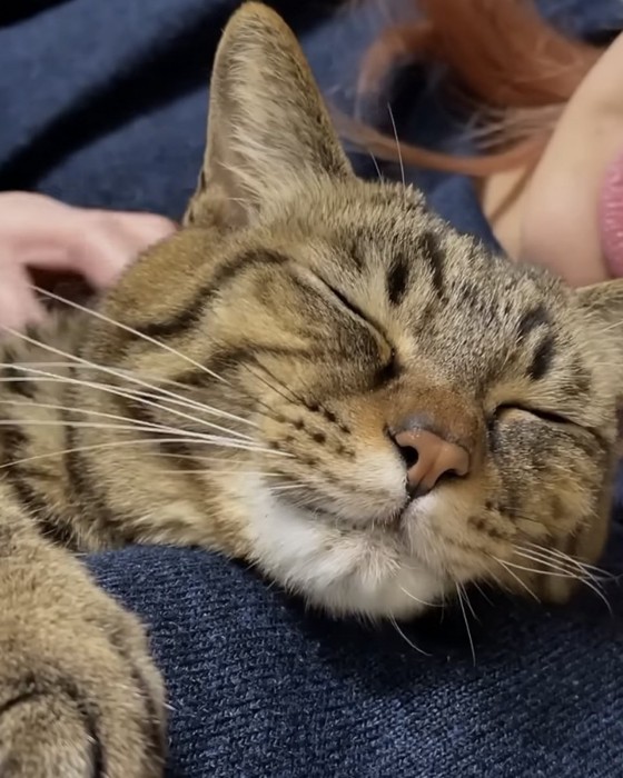 目をつぶる猫の写真