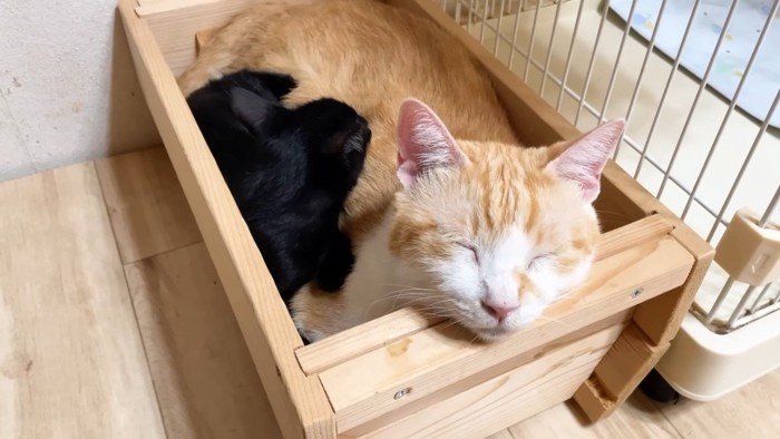 体に鼻を埋める子猫