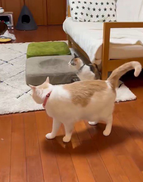 キジトラ猫の方を振り向く茶白猫