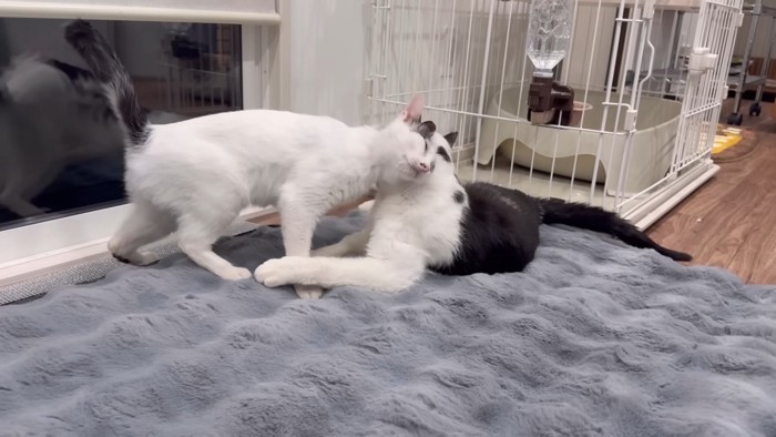 ケンシロウくんに寄っていくなおみちゃん