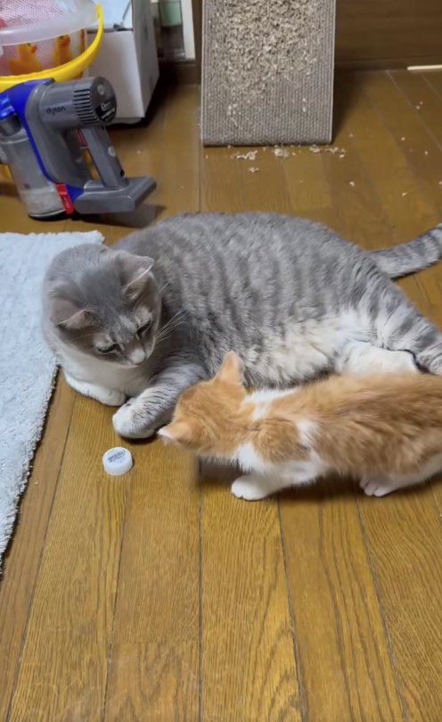 見つめ合っているサバトラと子猫