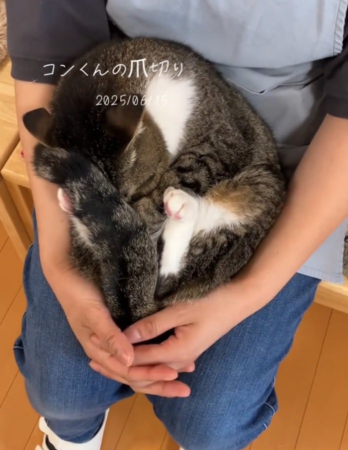 顔を埋める猫