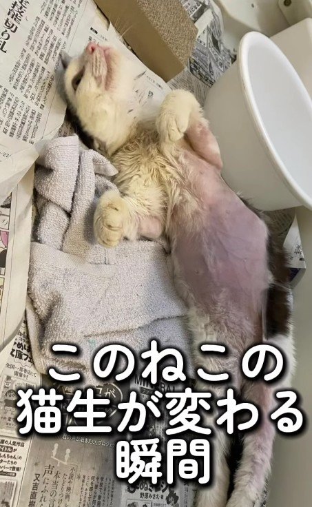 おなかの毛がない猫