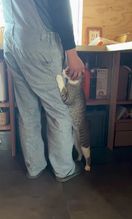 飼い主の脚にしがみつく猫