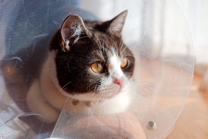 カラーを巻く猫