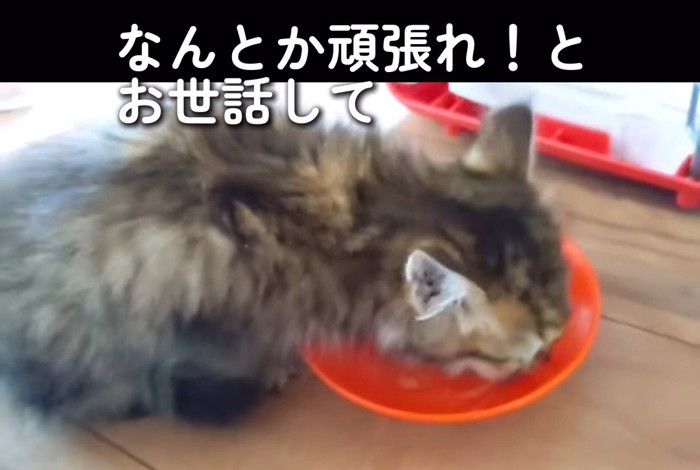 ごはんを食べる猫