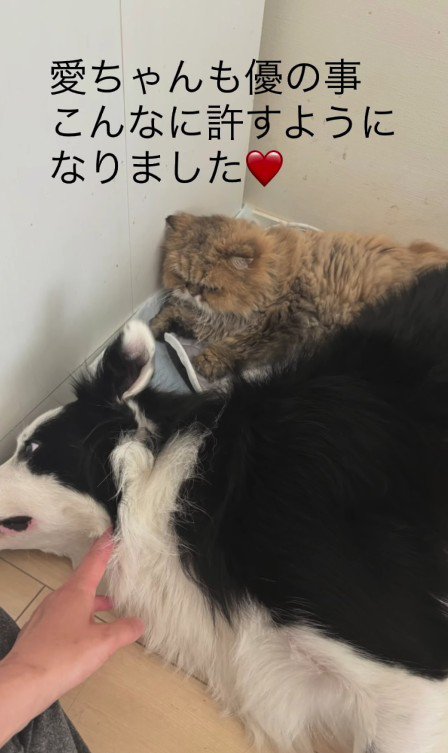 寝そべる猫と犬
