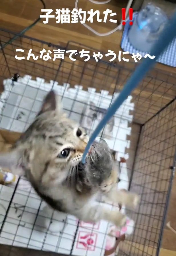 楽しそうな小町ちゃん