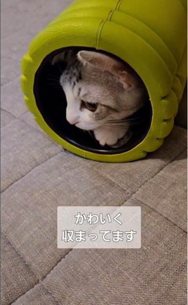 ローラーで遊んでいる2匹の猫