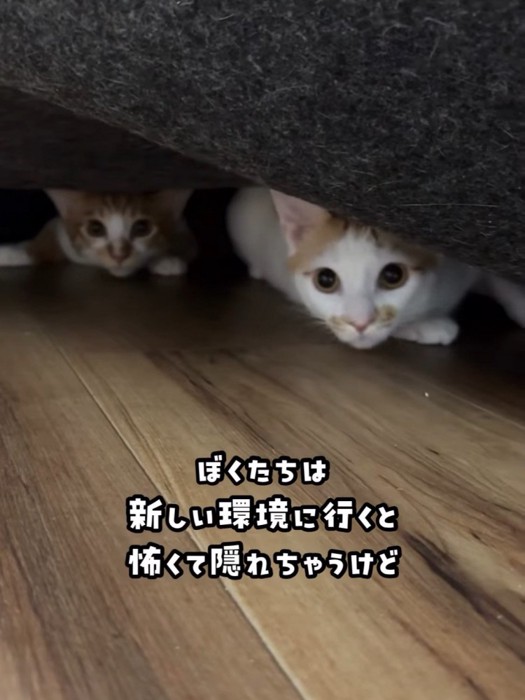 隠れる2匹の猫