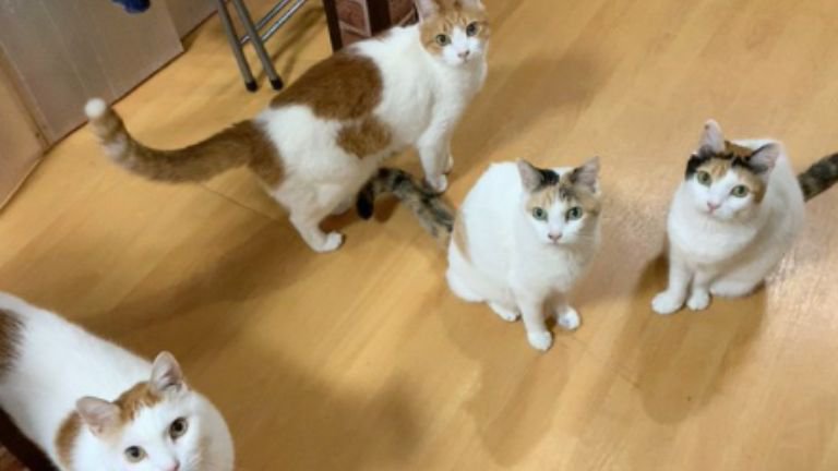 室内にいる猫たち