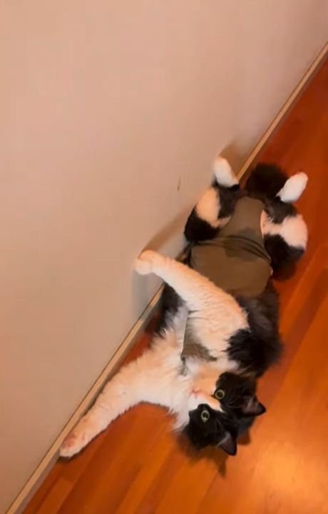 仰向けになり前足を壁に沿って伸ばす猫