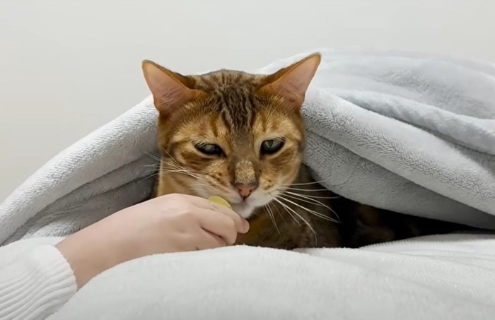 オモチャで気を引く