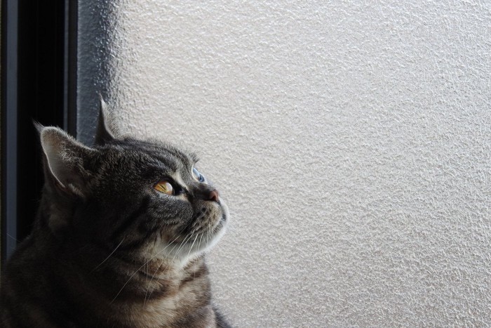 すりガラスを見上げる猫
