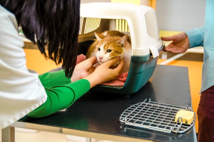 キャリーの猫