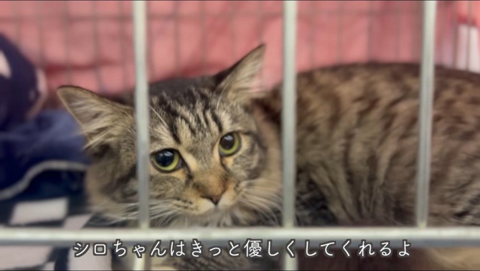 ケージの中に入れられたキジトラ猫