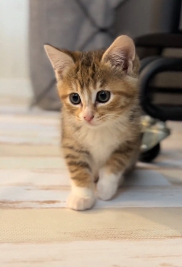 歩くにこりちゃん