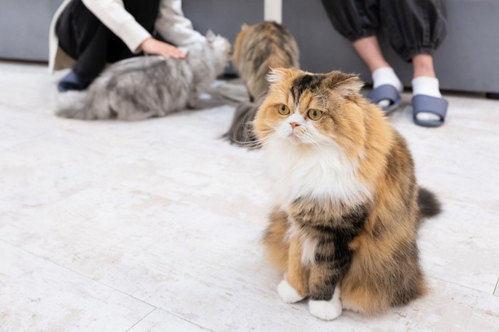 座っている2人の客と猫たち