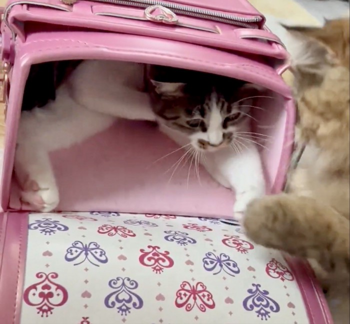 ランドセルの中でくつろぐ猫と茶色の猫が手を伸ばし合う