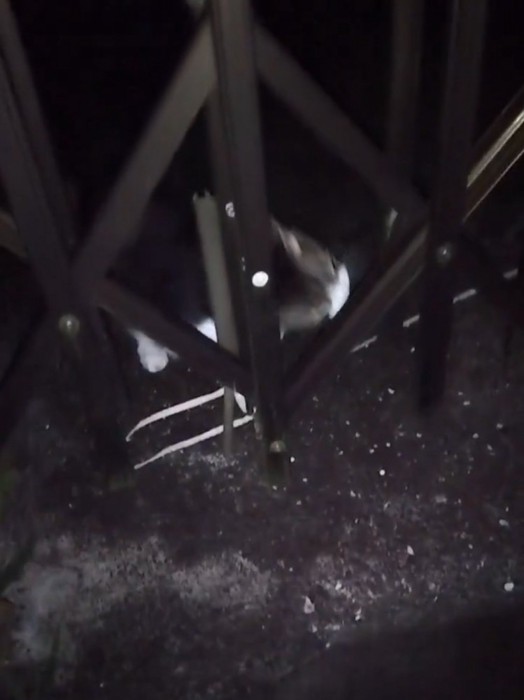 紐を取ろうとする猫