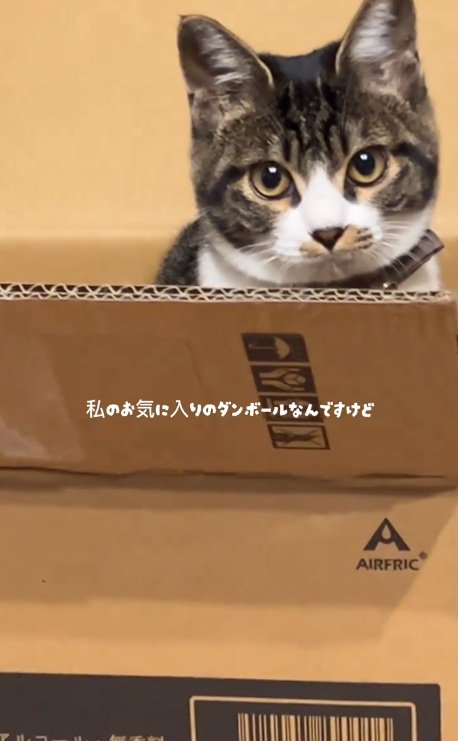 段ボールに入っている