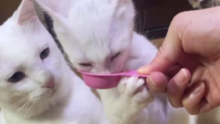 やつを食べている子猫