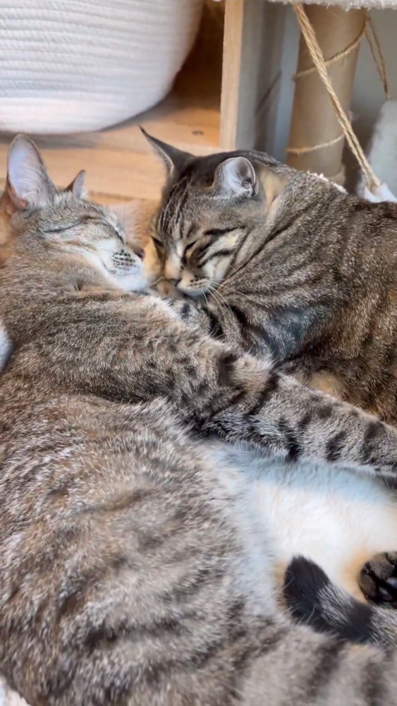 前足を伸ばす猫