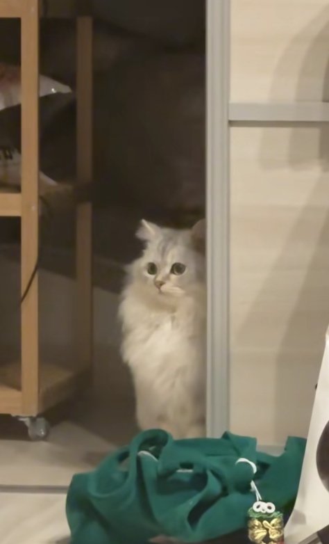 引き戸のそばでお座りをして画面左側を見ている猫