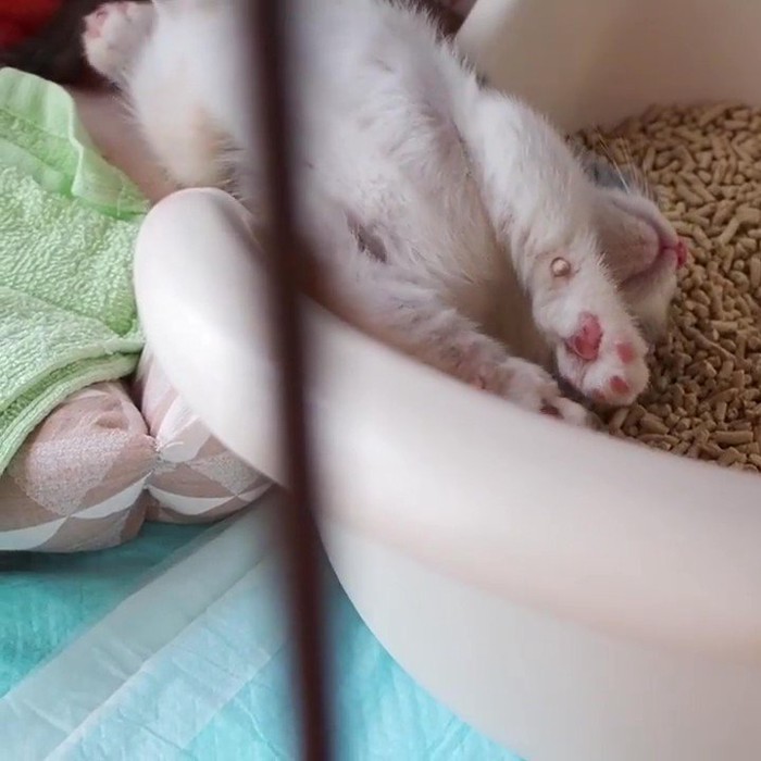 猫トイレに頭が落ちて寝ている子猫
