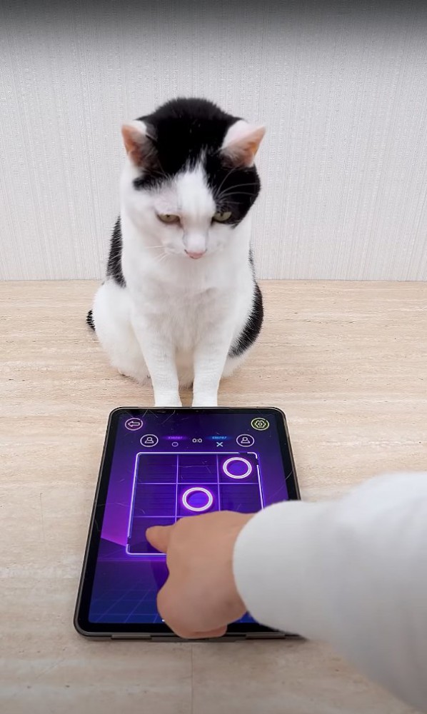 飼い主の手をお座りして見つめる猫