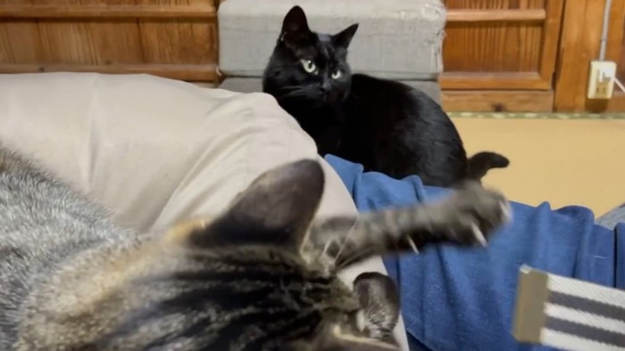 キジトラ猫の後頭部と黒猫