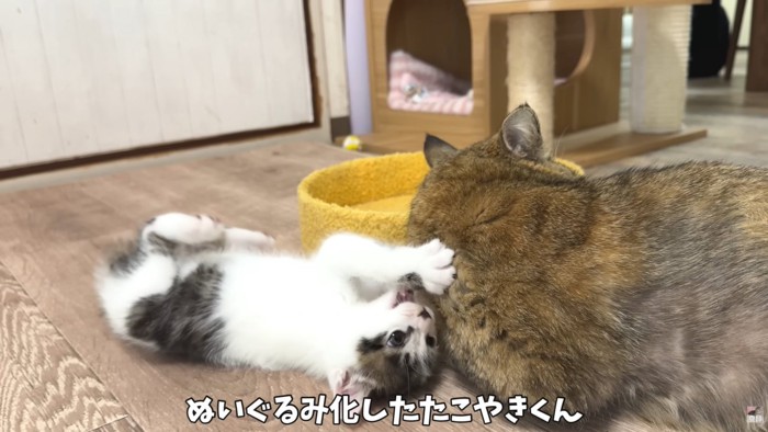テロップ「ぬいぐるみ化した～」