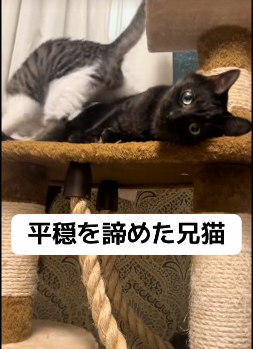 大人の猫にじゃれついている子猫