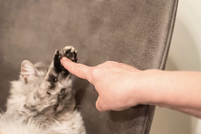 肉球を触られる猫