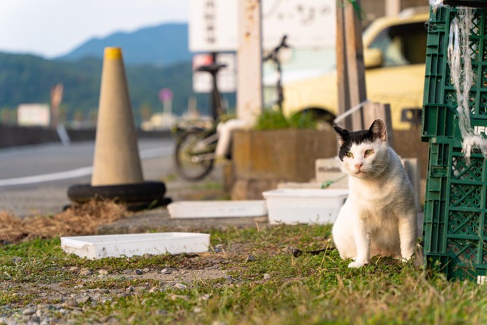 野良猫