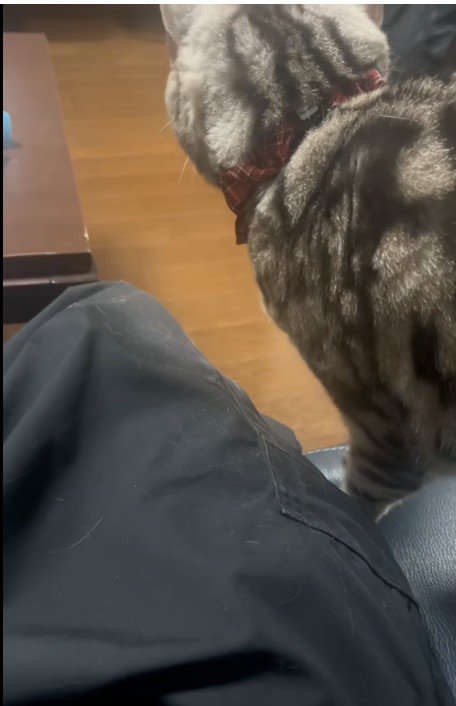 人に甘えている猫