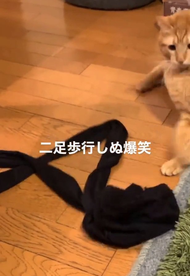 ストッキングを投げる猫