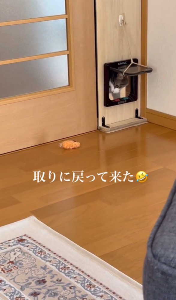 猫用ドアから猫が顔をのぞかせる