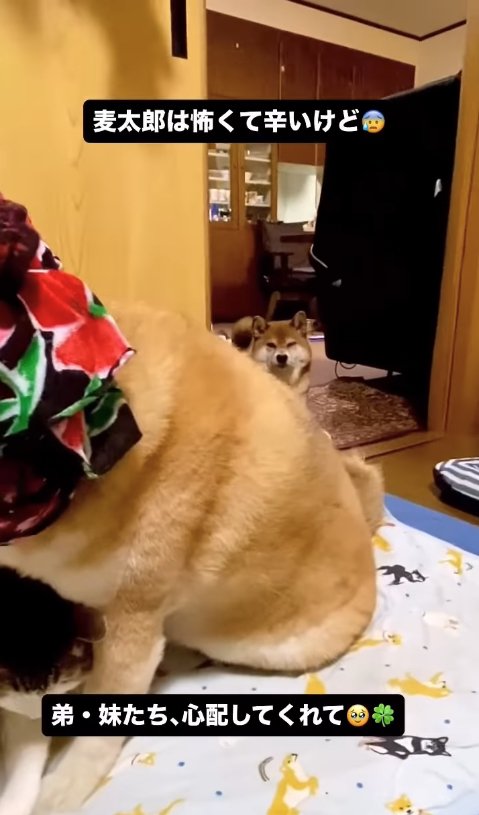 柴犬の後ろ姿を離れた場所から見つめる柴犬