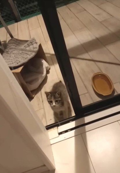 猫じゃらしを見る子猫