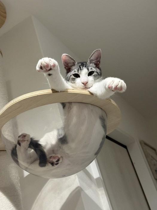 ボウルに入っている猫