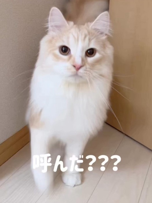 カメラ目線の猫