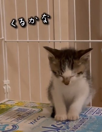 座ったまま眠る猫（くるかな）