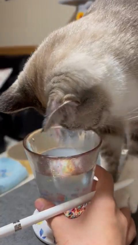 人の指を触る猫