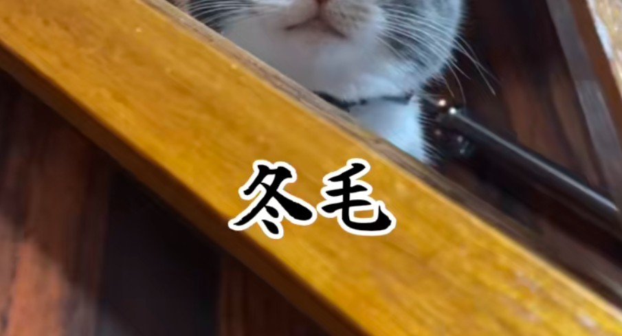 冬毛のにゃうちゃん