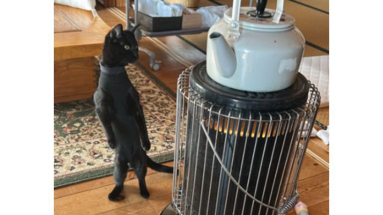 ストーブの前にいる猫