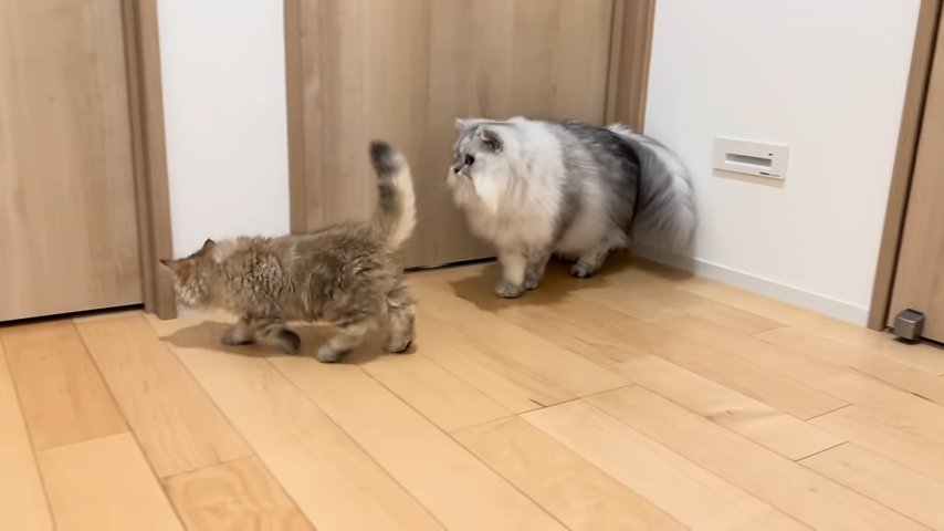 再会する二匹の猫