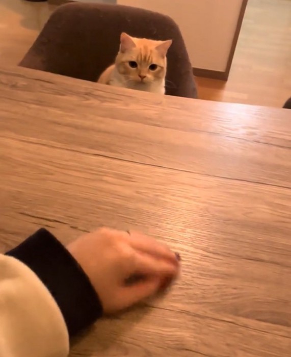 テーブルの上を見つめる猫