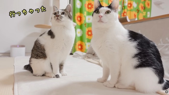 テロップ「行っちゃった」